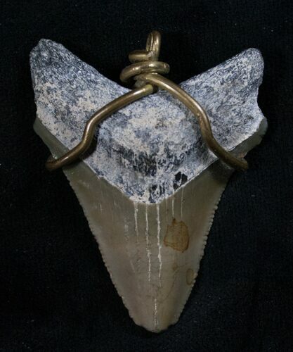 Megalodon Tooth Pendant - #8072